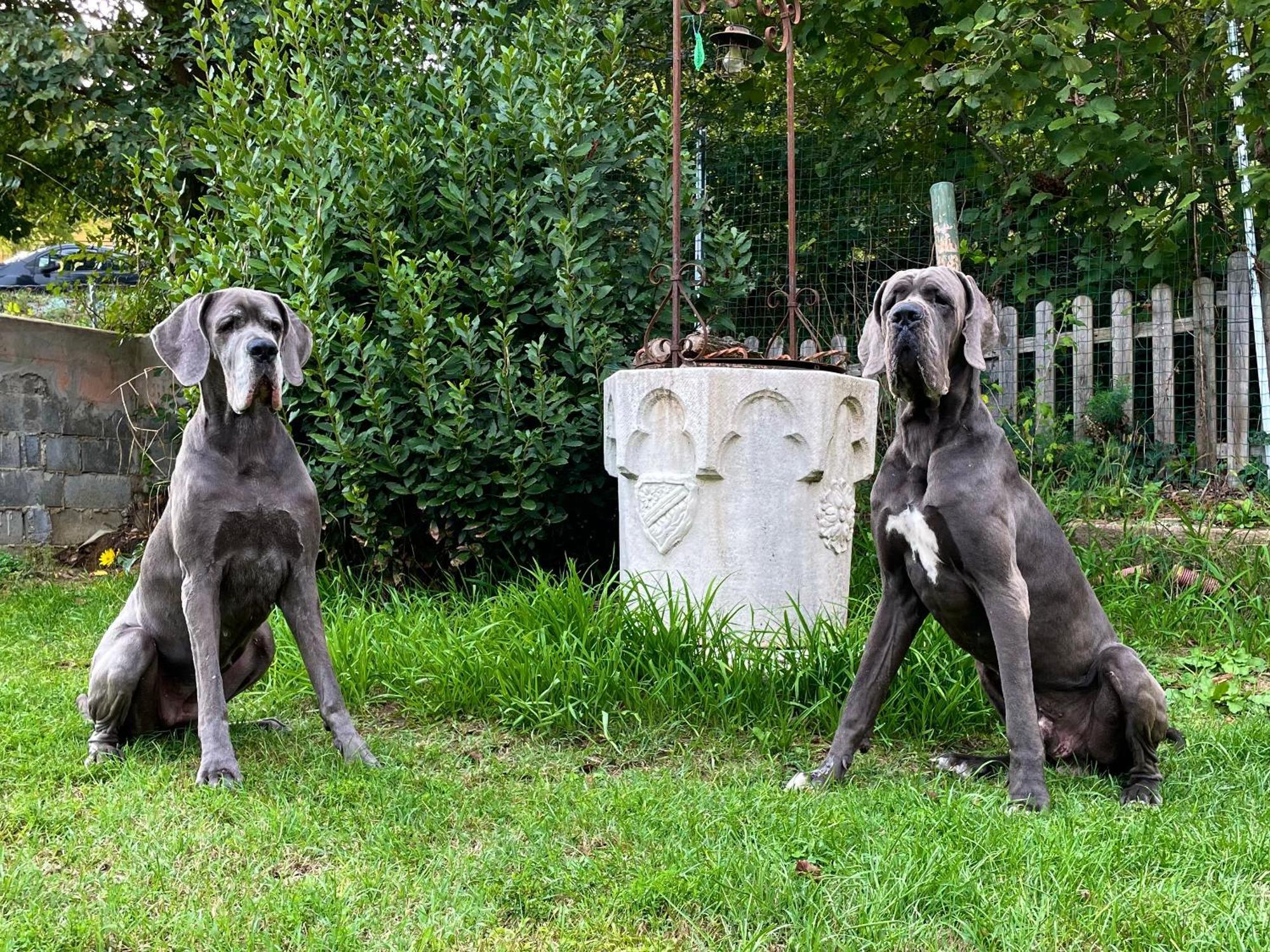 Bnb Dog And Friend Rocchetta Tanaro Esterno foto