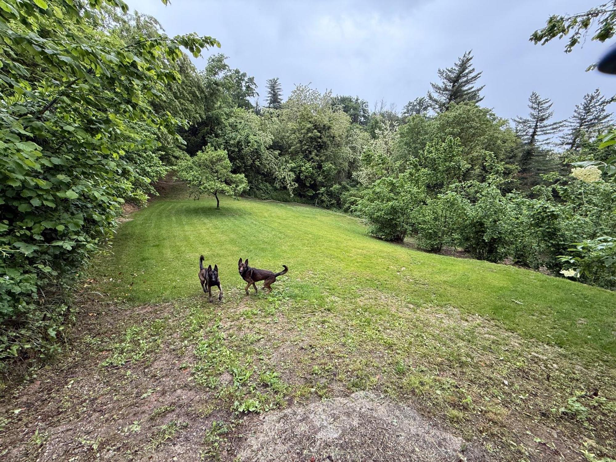 Bnb Dog And Friend Rocchetta Tanaro Esterno foto
